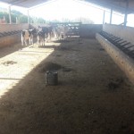 Fazenda Curral 1